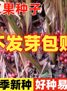 草果种子食用大红草果种籽四季种
