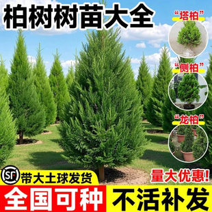 柏树树苗大全四季常青塔柏侧柏大号树苗道路绿化易活好养圆柏松树