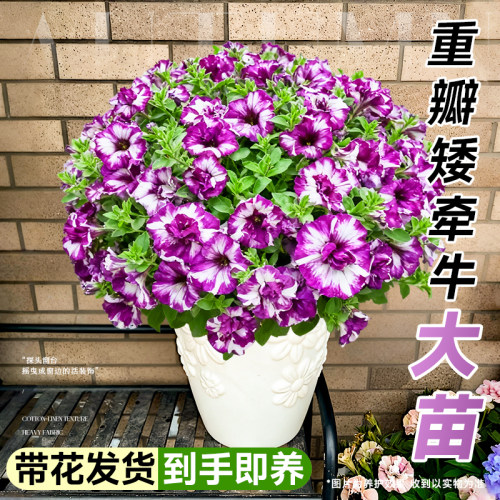重瓣矮牵牛花苗盆栽带花苞室