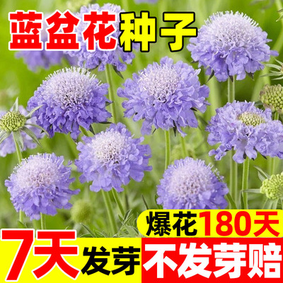 蓝盆花种子轮峰菊蓝蝴蝶花种籽花