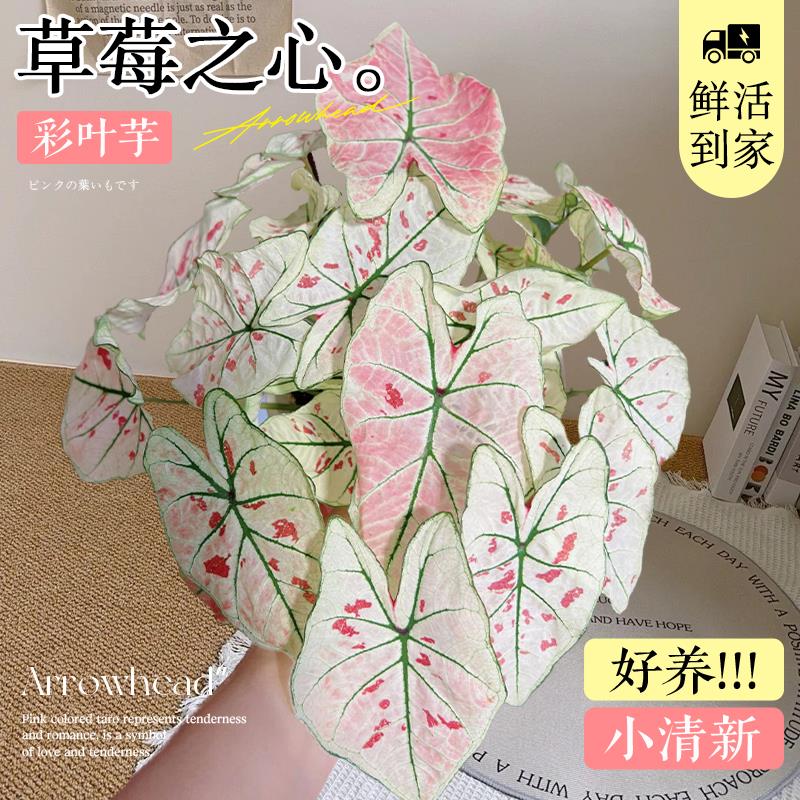 草莓之心彩叶芋盆栽种球网