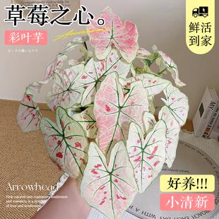 草莓之心彩叶芋盆栽种球网红绿植室内芋类植物花卉粉色阳台好养活