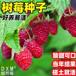 树莓种子野草莓覆盆子种子野生果蓬空肚莓泡托根树莓刺泡材果药籽