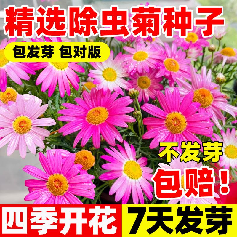 除虫菊花种籽子四季播薄荷虞美人花种易活开花庭院盆栽驱蚊草植物