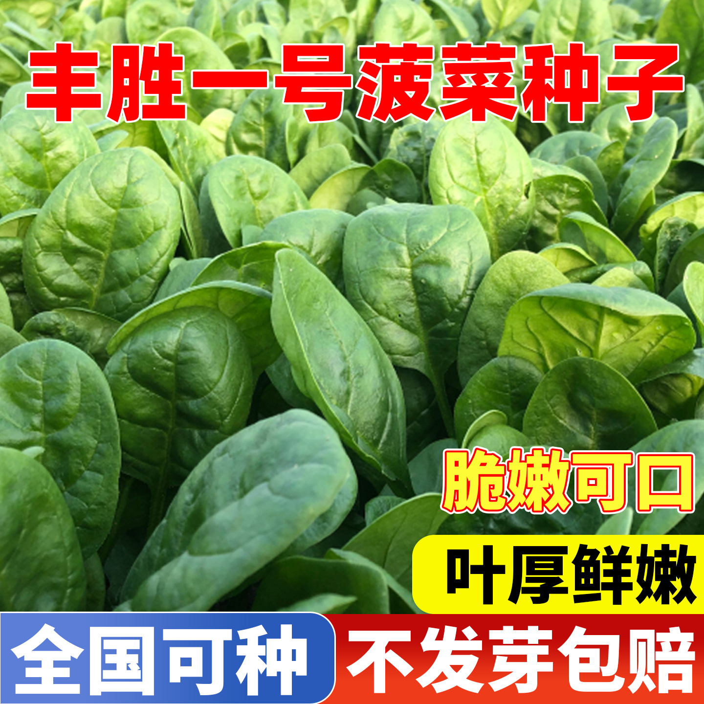 丰胜一号菠菜种子籽易高产庭院阳台盆栽蔬菜大全耐热耐寒菠菜种籽