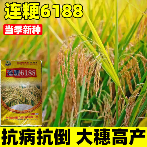 连粳6188水稻谷种籽粳稻种旱稻种