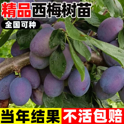 西梅树树苗嫁接西梅女神李子树苗