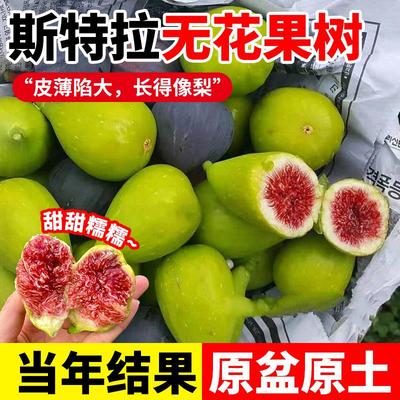 斯特拉苗无花果树果苗当年结果