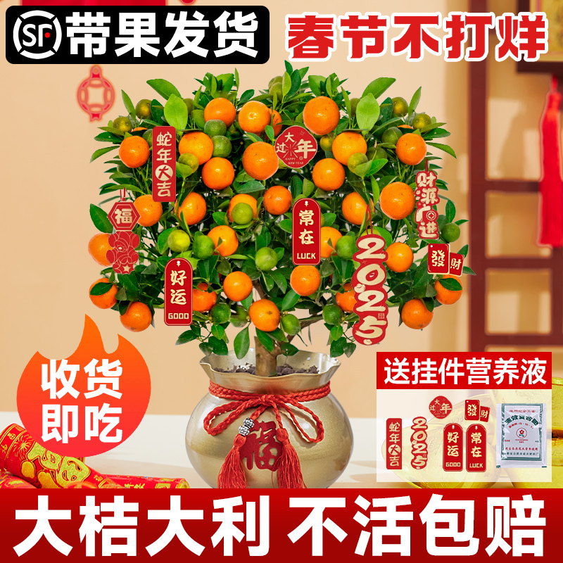 四季金桔树盆栽可食用新年室内橘子果树绿植沙砂糖桔树苗带果花盆