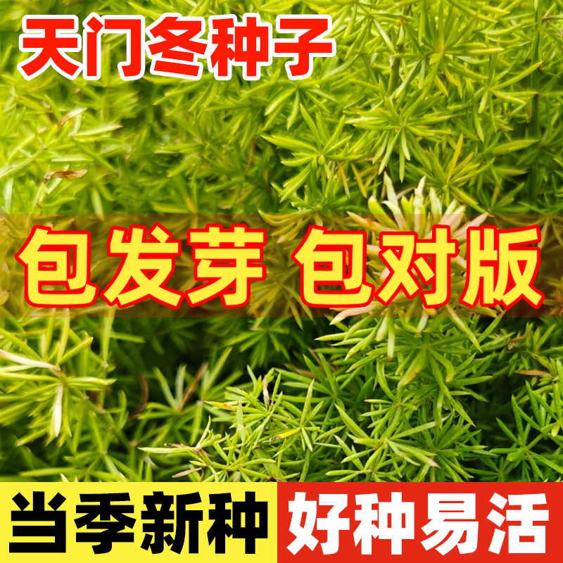 天门冬种子中药材门冬种籽四季种