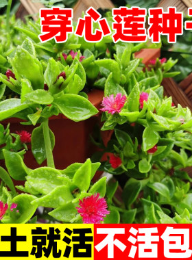 穿心莲种子种子草籽非蔬