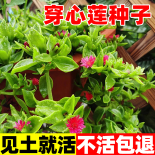 穿心莲种子中药材中草药穿心莲种籽非蔬菜盆栽四季种植苗兽用阳台