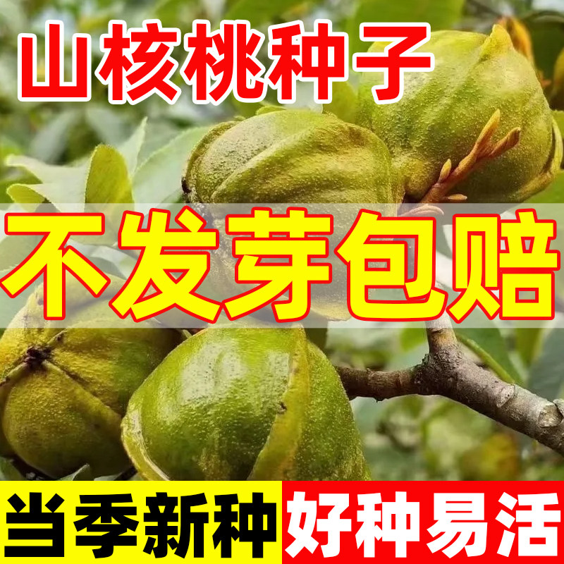 山核桃种子包邮小核桃树苗种籽当年新采可食用核桃可制文玩原料籽