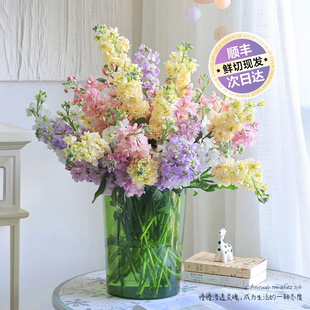紫罗兰鲜花水培植物鲜切花云南直发鲜花家用插花室内好养绿植盆栽