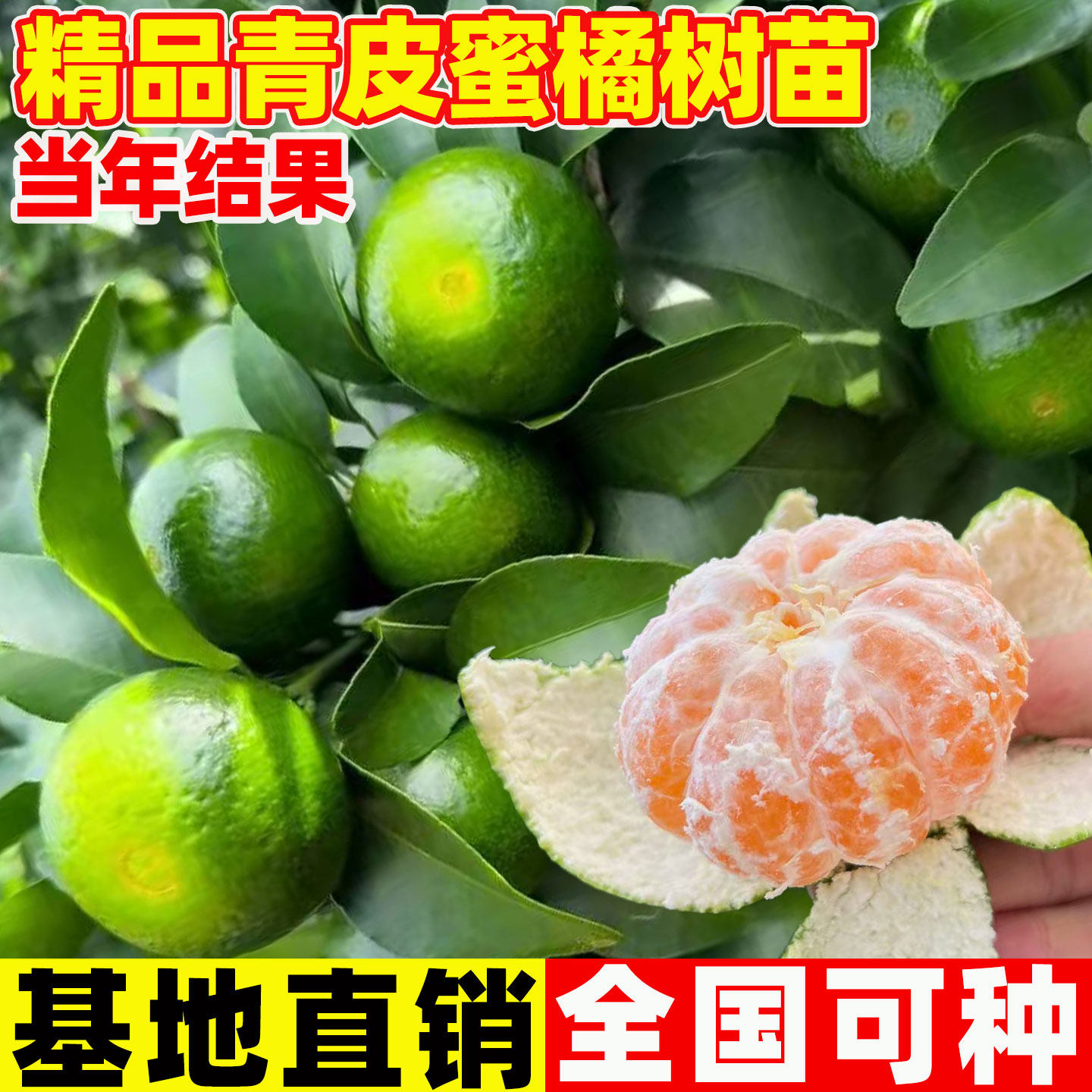 早熟桔子树苗无籽蜜桔子无核新品种特早青皮橘子苗由良柑橘子树苗