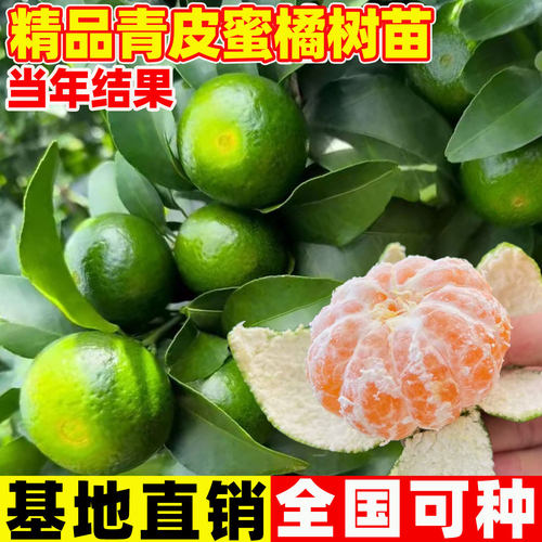 早熟青皮蜜桔苗橘子树果树果苗四
