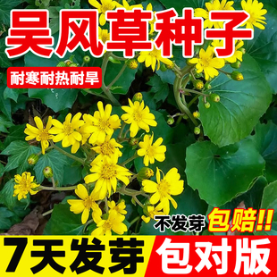 吴风草种子药材种子四季种植大吴风草蜈蚣草籽花草种子八角乌种子