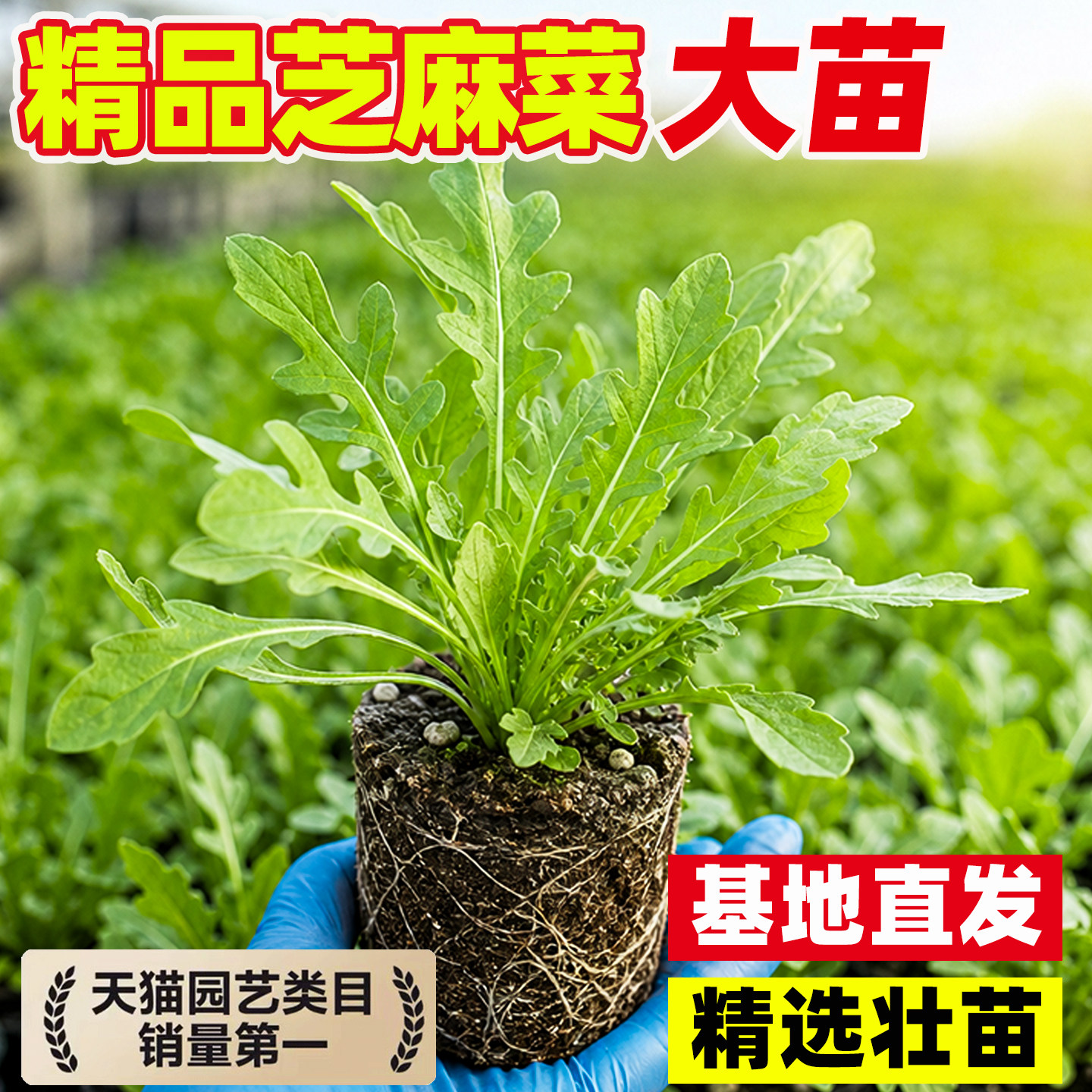 意大利芝麻菜可食用一年生香草蔬图片
