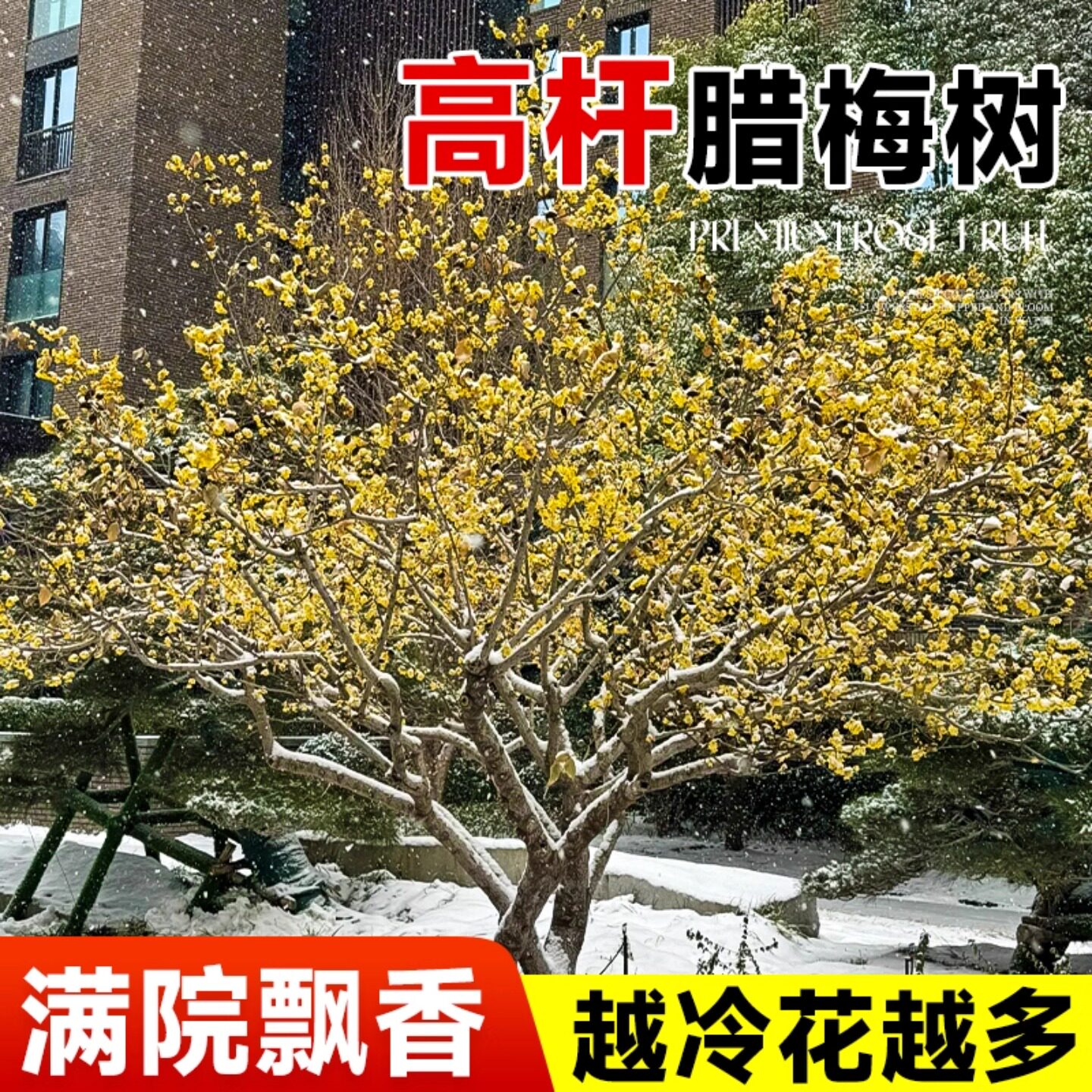 高杆腊梅花树苗庭院地栽盆老桩耐