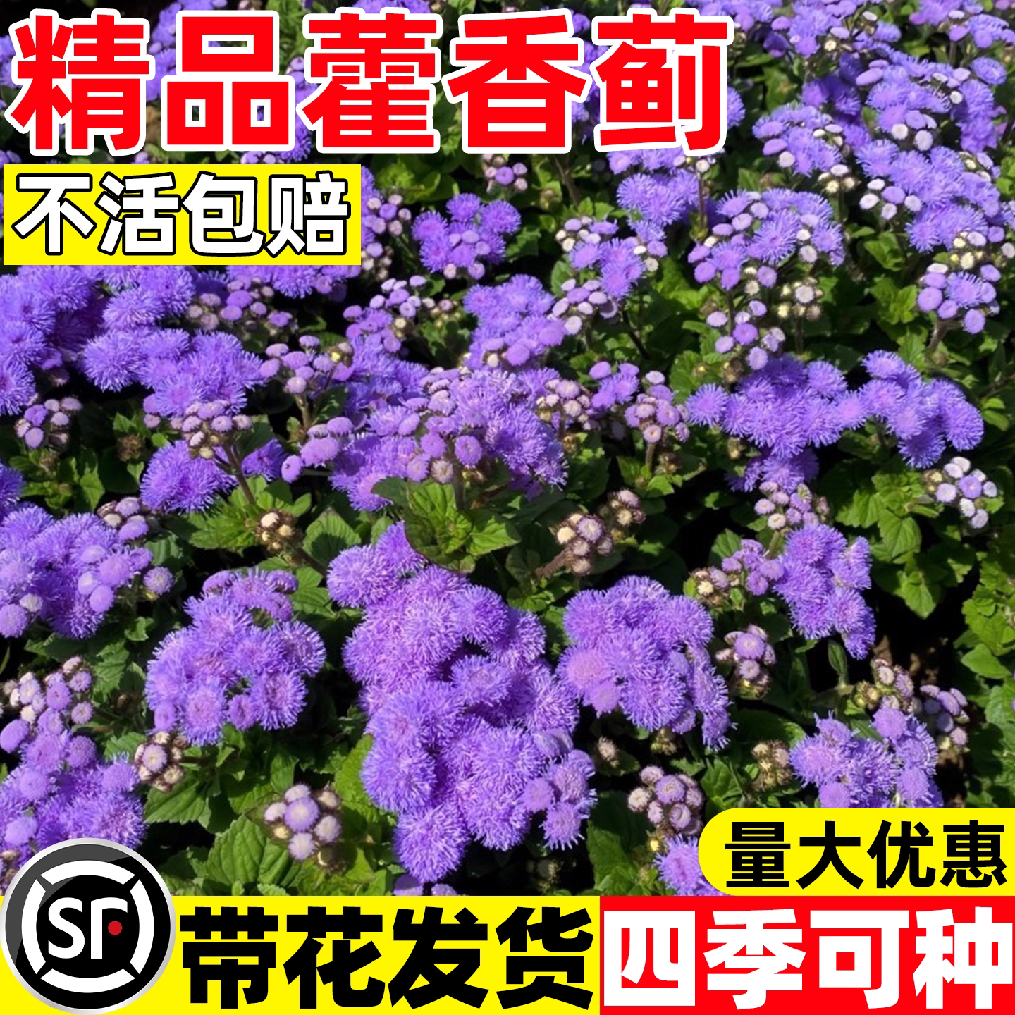 藿香蓟盆栽花苗庭院阳台花园耐养防虫植物花期长耐寒花卉绿植花卉