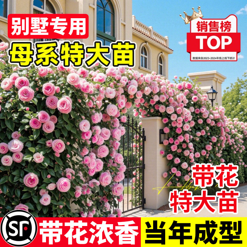 母系藤本月季蔷薇花爬藤成型特大