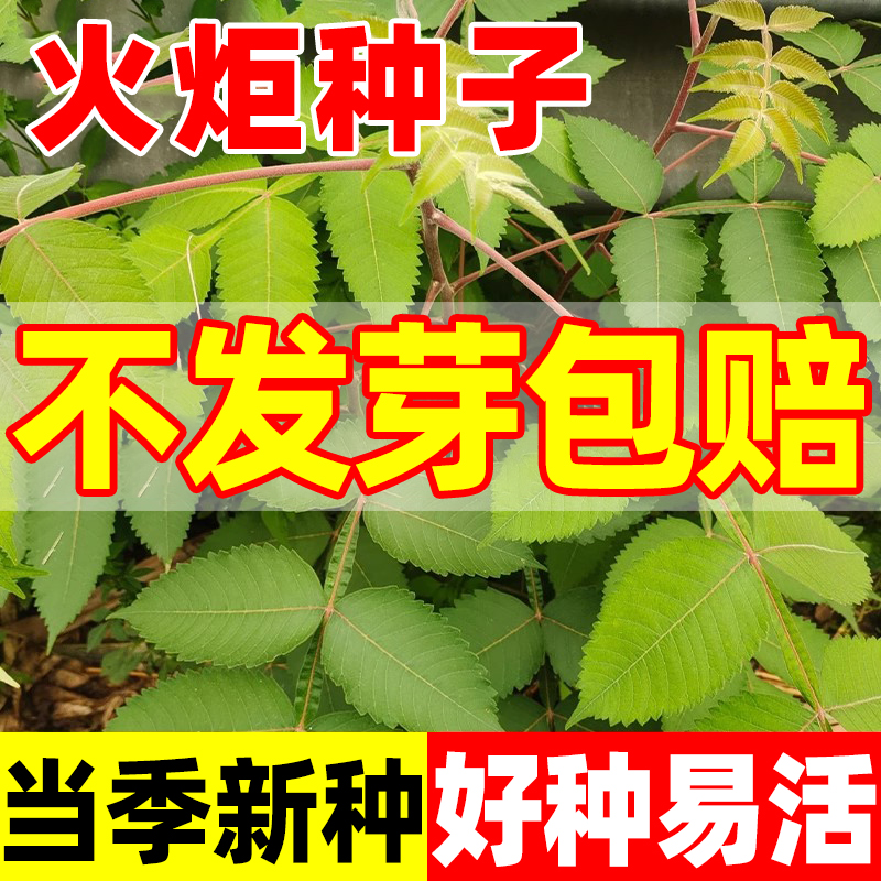 火炬种子加拿大盐肤木又