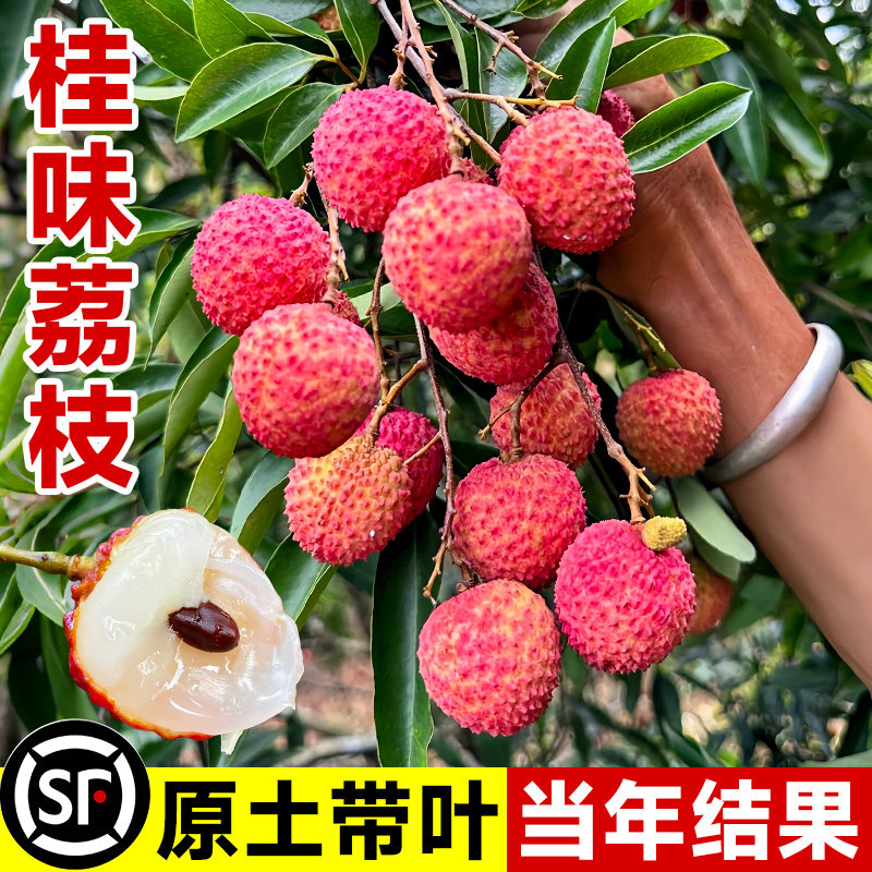 桂味荔枝苗树新品种仙桃糯米滋白糖罂果树盆栽地载南北方当年结果