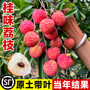 桂味荔枝苗树新品种仙桃糯米滋白糖罂果树盆栽地载南北方当年结果