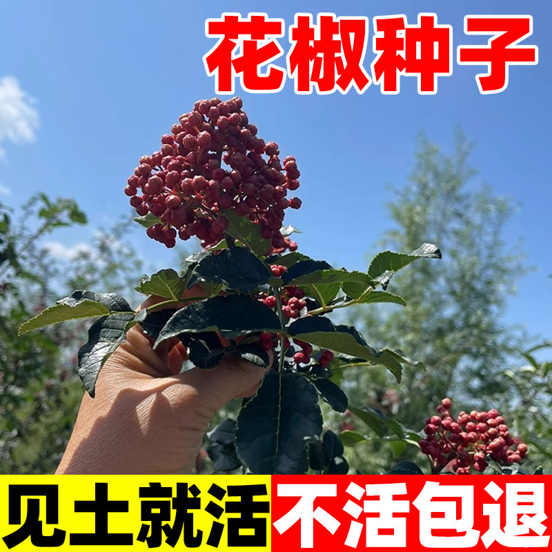 花椒种子春秋结果庭院图片