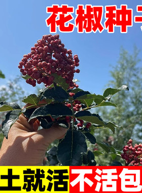 花椒种子春秋结果庭院