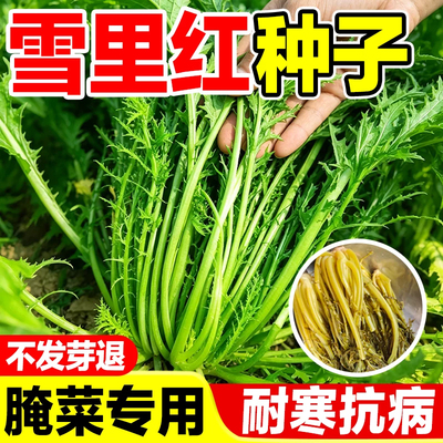 雪里蕻种子细叶雪里红腌菜雪菜籽