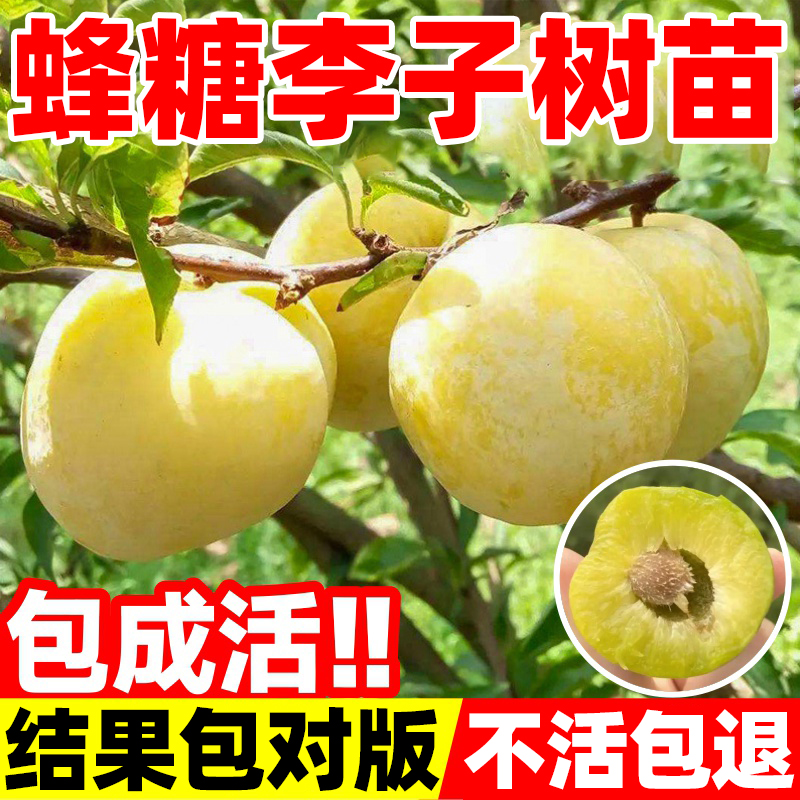 蜂糖李子树苗嫁接脆甜三华李子