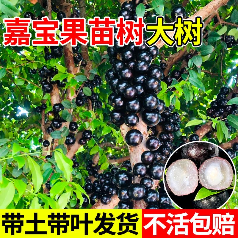 嘉宝果苗树大当年结沙巴艾图片