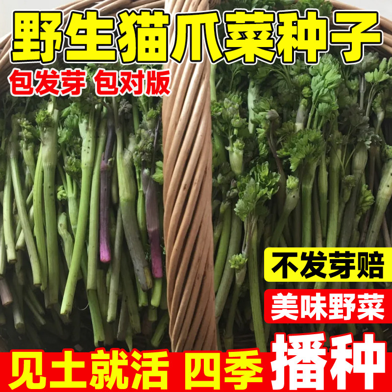 猫爪子菜种子野菜种子唐松菜猫爪子山菜之王四季易种阳台盆栽蔬菜