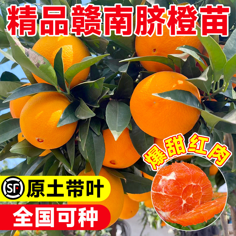 赣南脐橙树苗果冻橙子果树果苗当图片