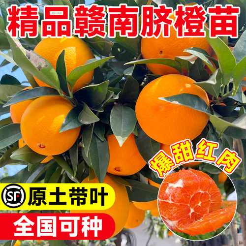 赣南脐橙树苗果冻橙子果树果苗当