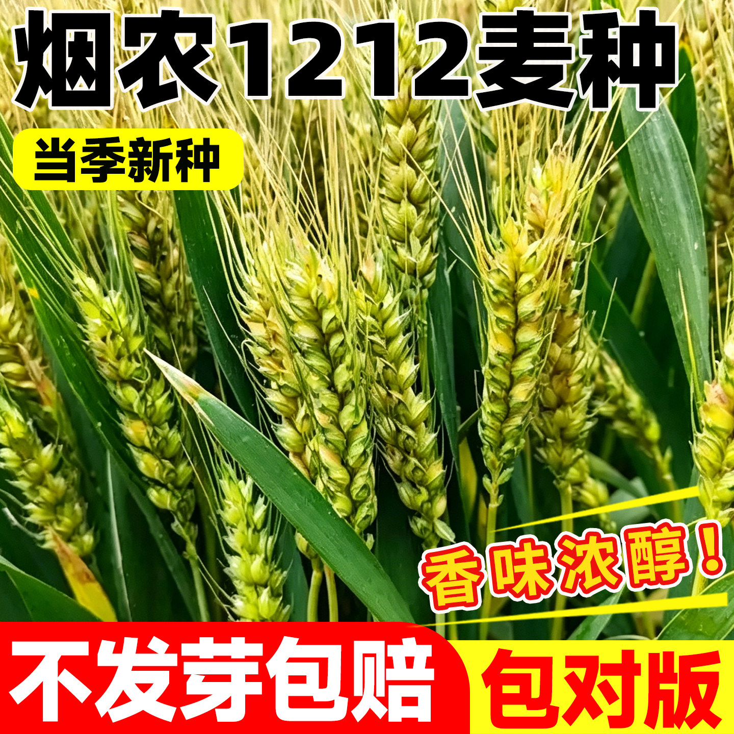 烟农1212麦种国审抗病抗倒高产优