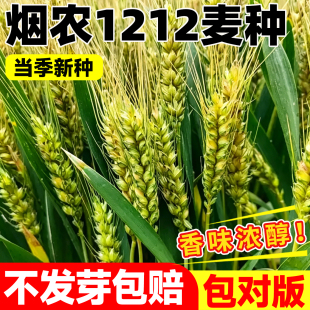 烟农1212麦种国审抗病抗倒高产优质小麦种原装正品矮杆大穗麦种子