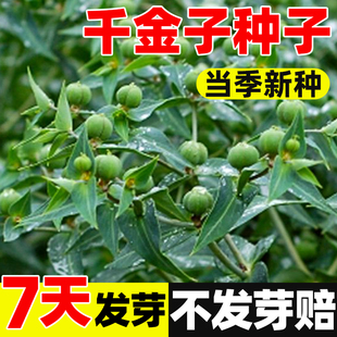 千金子中药材四季种植易活庭院小叶千斤拔种子大叶慢性千金拔种籽