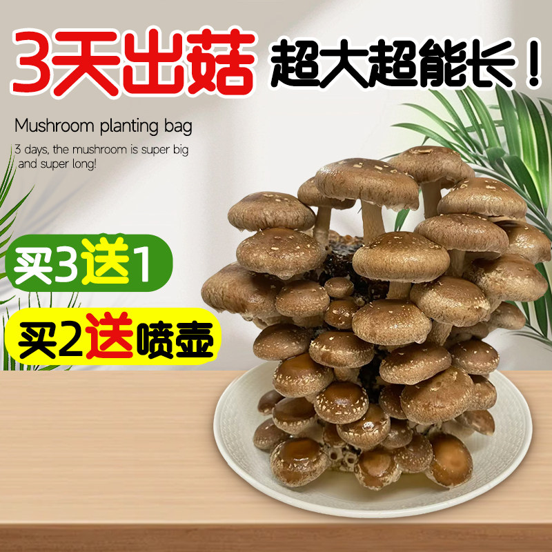 蘑菇种植包家庭自种种植蘑菇菌包儿童可食用平菇灵芝新鲜菌种盆栽