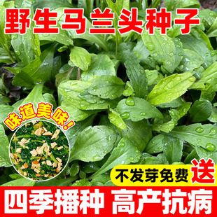 野生马兰头种籽新鲜四季蔬菜种子室内外阳台庭院盆栽马芷苋种孑籽