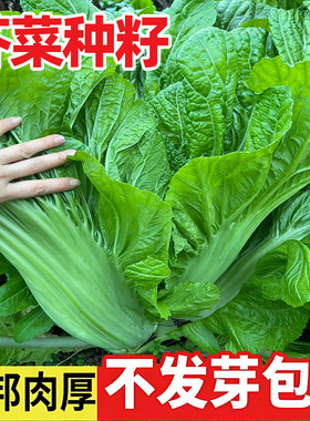 芥菜种籽大全四川叶青包心