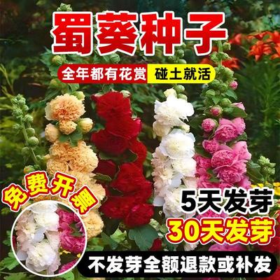 蜀葵花种子重瓣四季开花花种