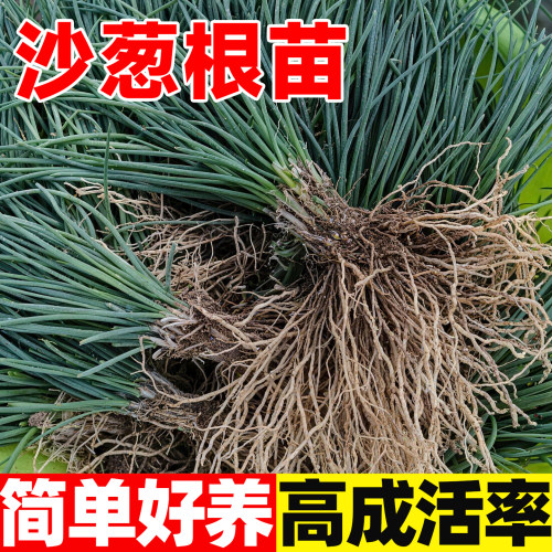 正宗内蒙沙葱苗现挖沙现发沙葱根