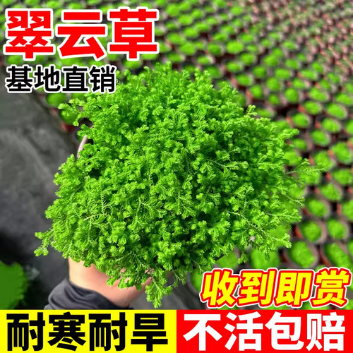 翠云草盆栽绿植绿地珊瑚蕨类盆栽