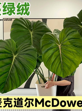 麦克道尔蔓绿绒McDowell明脉荣耀室内阳台绿植南美洲进口热带植物