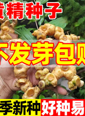 黄精种子四季种植正宗药材