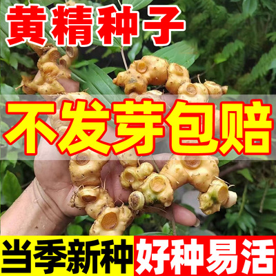 黄精种子四季种植正宗药材