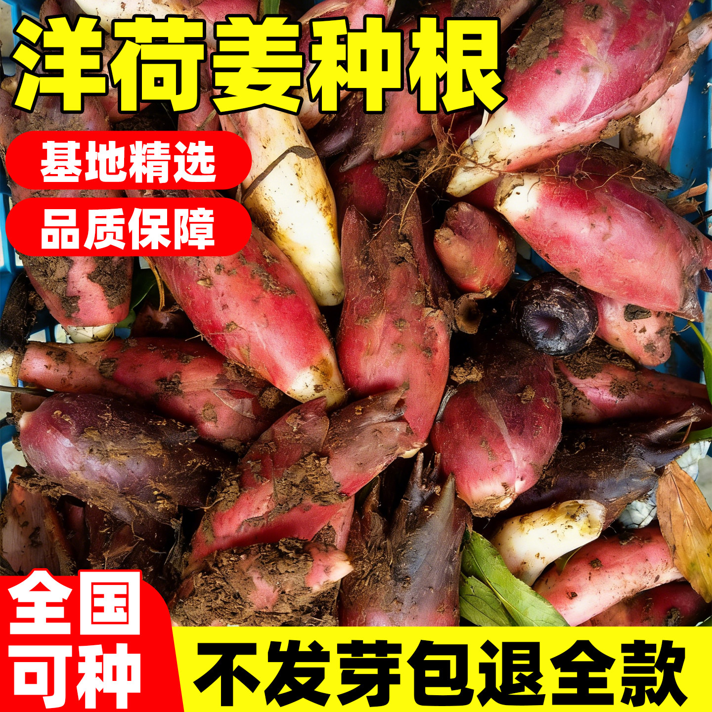 洋荷种根阳荷姜种根苗恩施四季阳藿茗荷阳台蔬菜根苗洋荷姜种