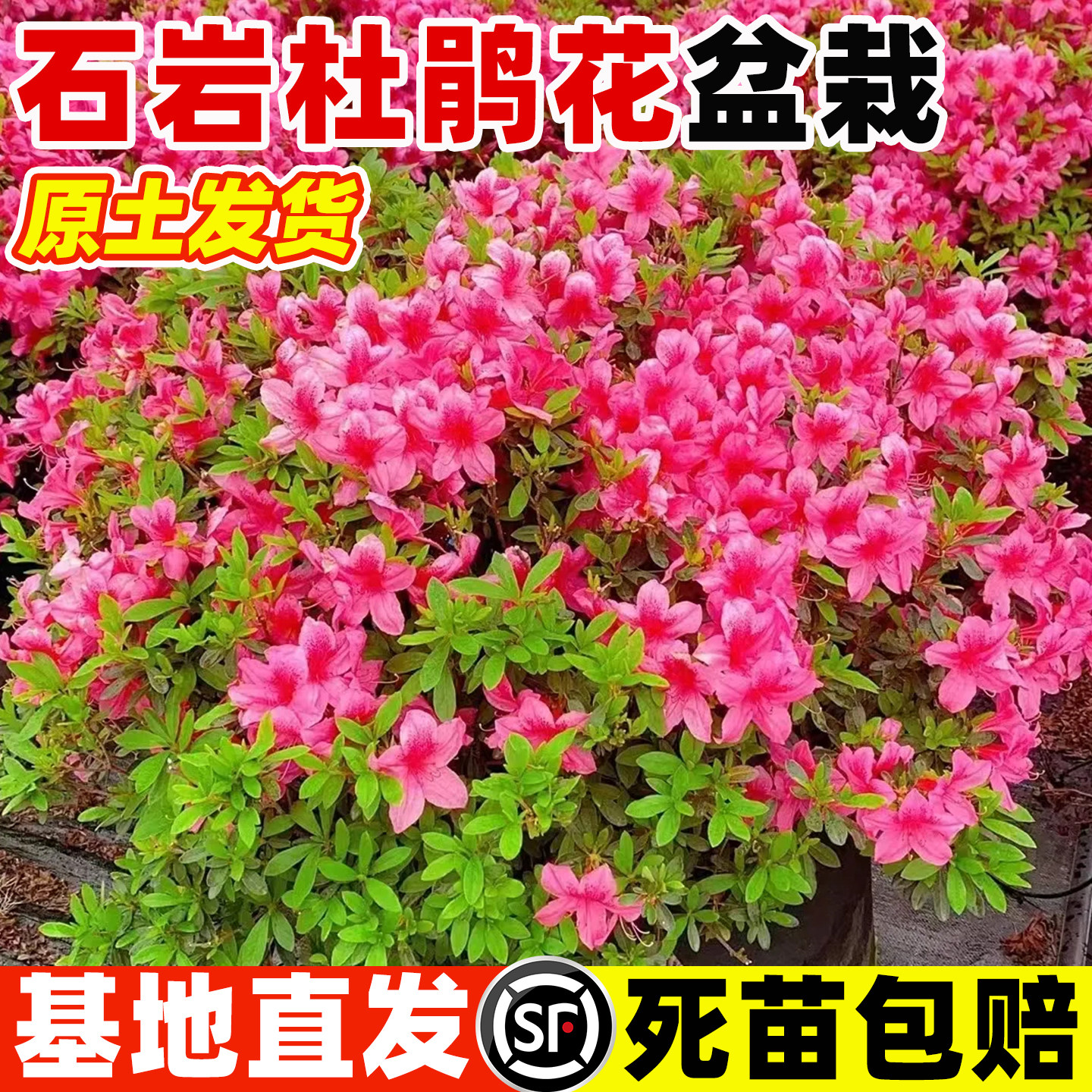 石岩杜鹃花盆栽耐寒好养庭院阳台